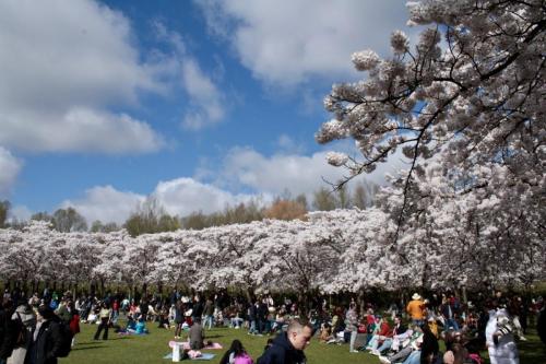 Bloesempark Amsterdamse bos 29-03-2025