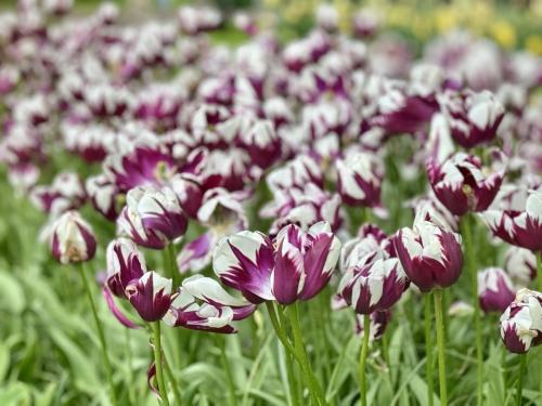 Keukenhof 26-04-2024